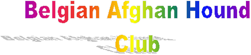 Belgian Afghan Hound
Club