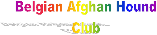 Belgian Afghan Hound
Club